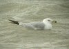 Ring-billed Gull at Westcliff Seafront (Steve Arlow) (67285 bytes) Ring-billed Gull at Westcliff Seafront (Steve Arlow) (67285 bytes)